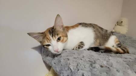 Adopter Frimousse