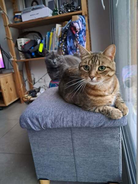 Adopter Romeo