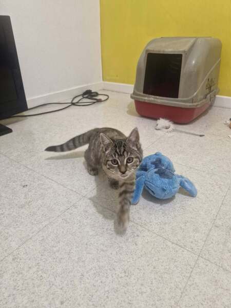 Adopter Billie