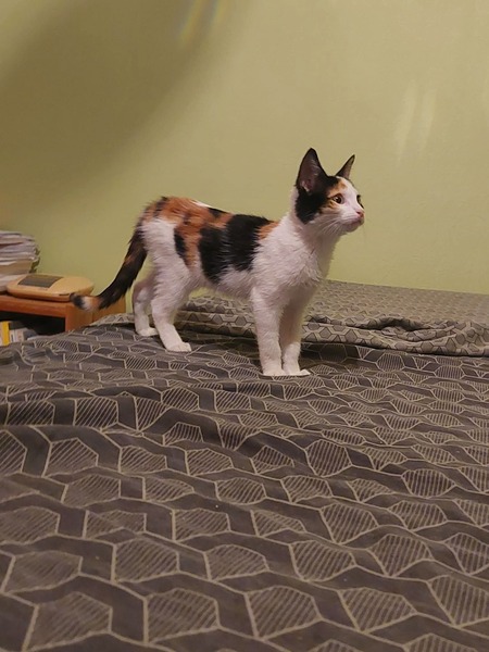 Adopter Nova