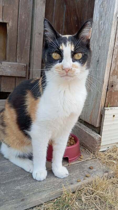 Adopter CLEA