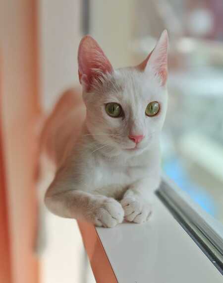 Adopter Ollie