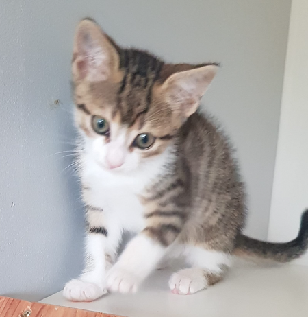 Adopter Barnabé