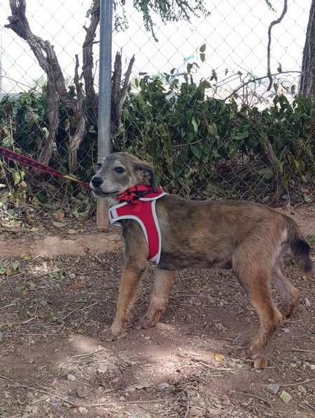 Adopter Aramis