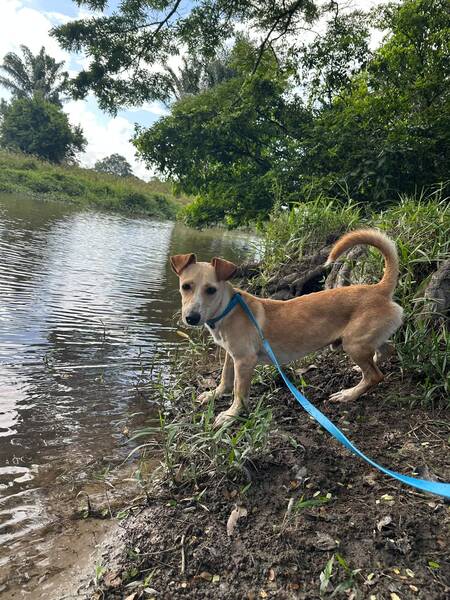 Adopter Ofu