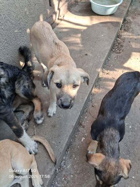 Adopter Pampa