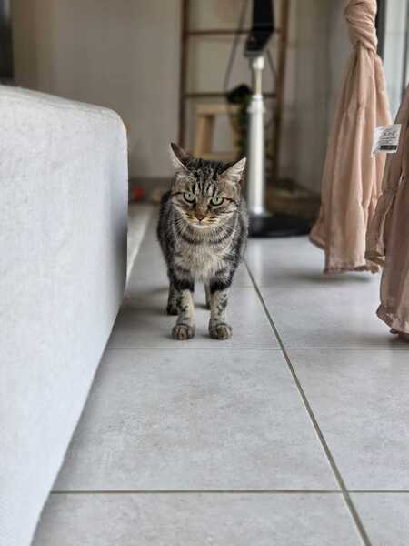 Adopter Bryony