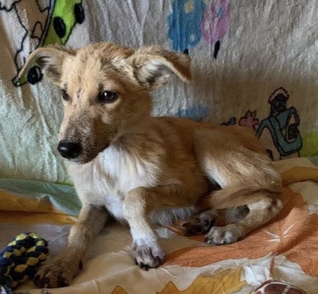 Adopter Illio