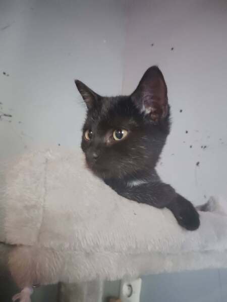 Adopter Bagheera