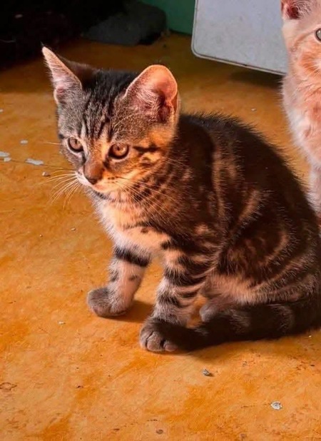 Adopter BRUME
