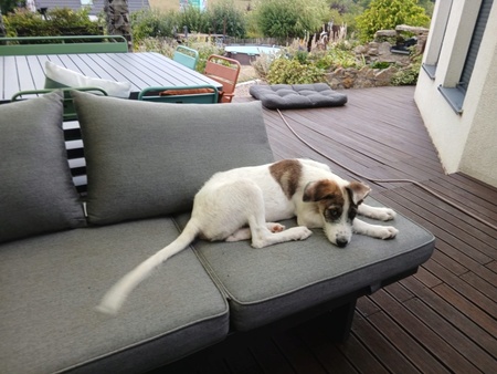 Adopter Olow
