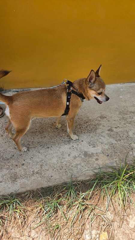 Adopter Ziro