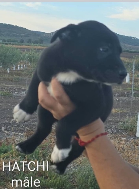 Adopter Hatchi