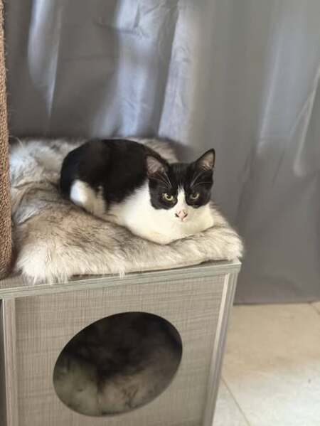 Adopter Belinda