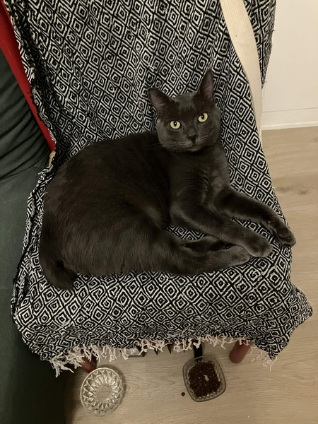 Adopter Beethoven