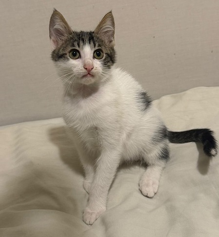 Adopter Mila