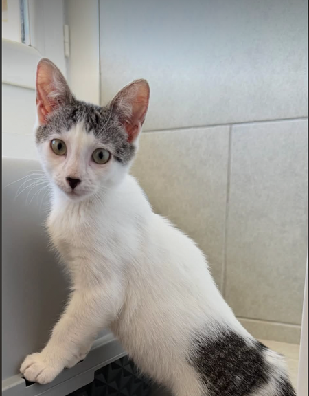Adopter BONNIE 