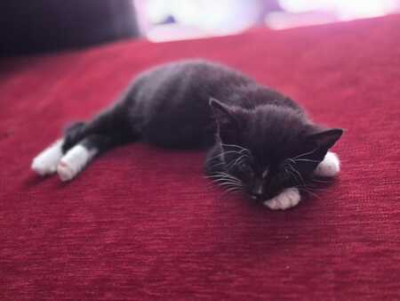 Adopter Berlioz