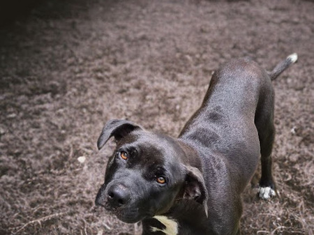 Adopter Saphira