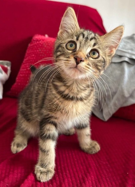 Adopter BONBON