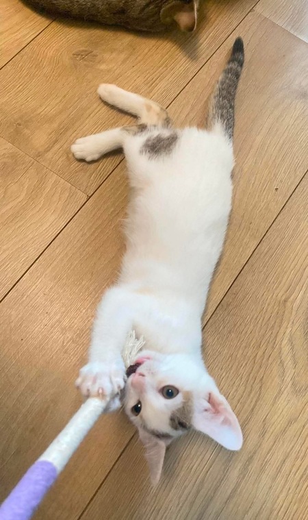 Adopter KUSMI