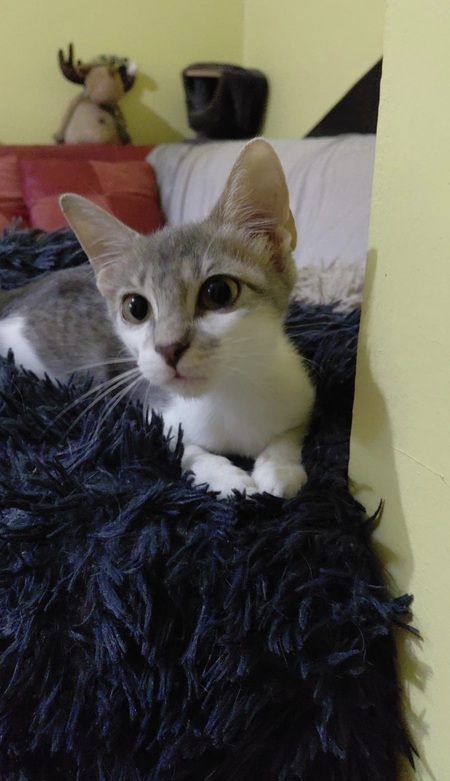 Adopter Loulou