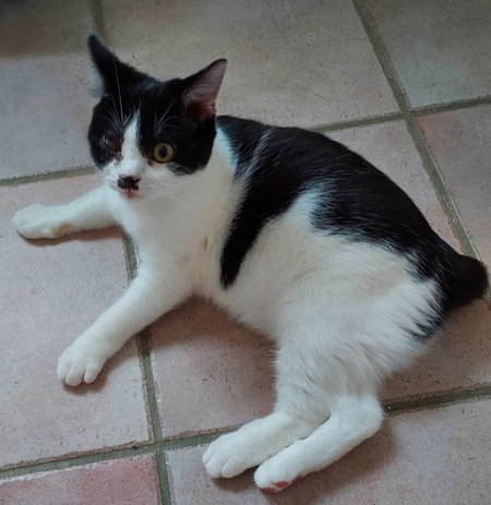 Adopter Ory et Gamy