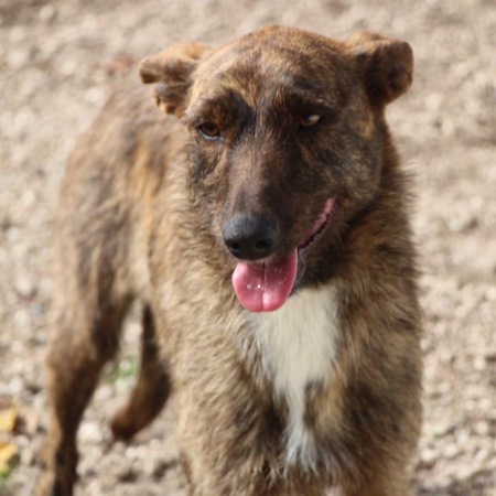 Adopter Juno