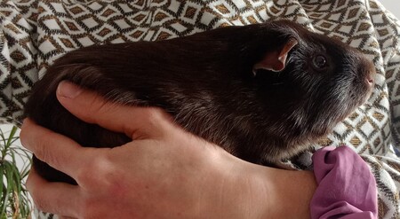 Adopter Buzz