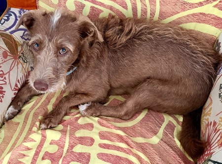 Adopter association PLUM