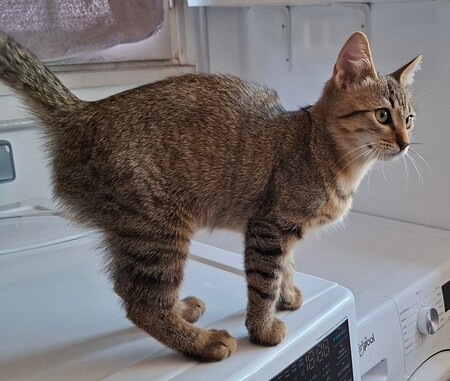 Adopter BABOU