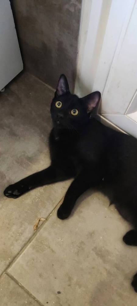 Adopter Briochette