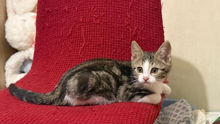 Adopter Romane