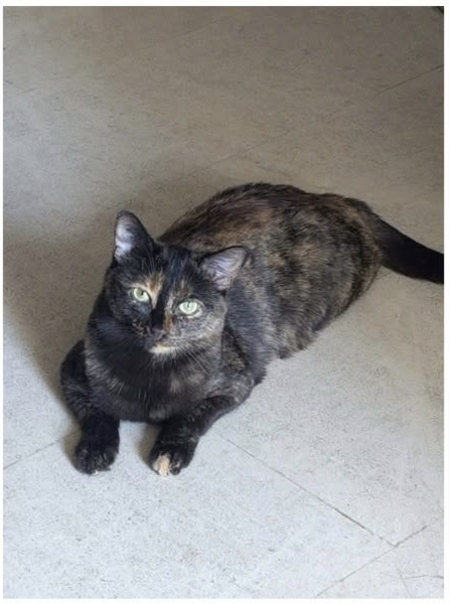 Adopter Niji