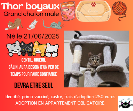 Adopter Thor boyaux