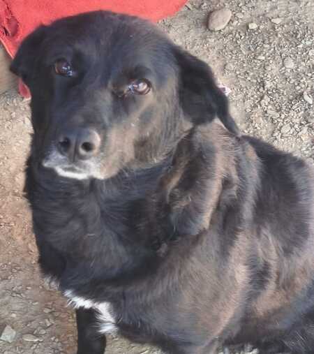 Adopter ANIELKA