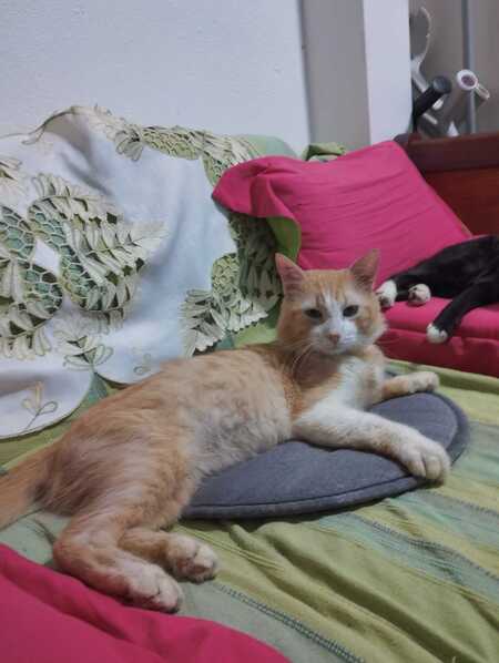 Adopter Willy