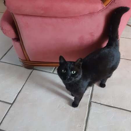 Adopter Ebène