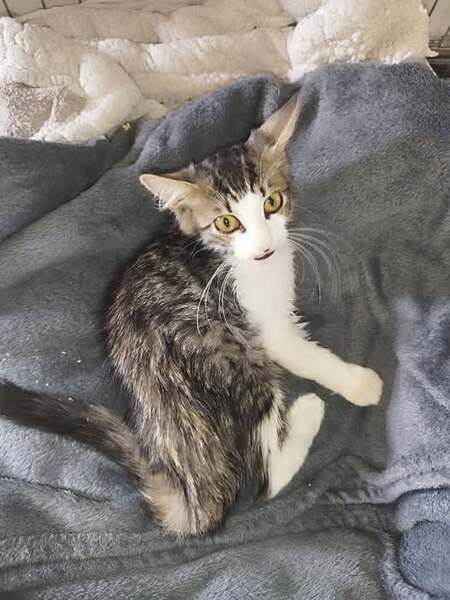 Adopter Bernard