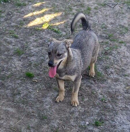 Adopter Elda