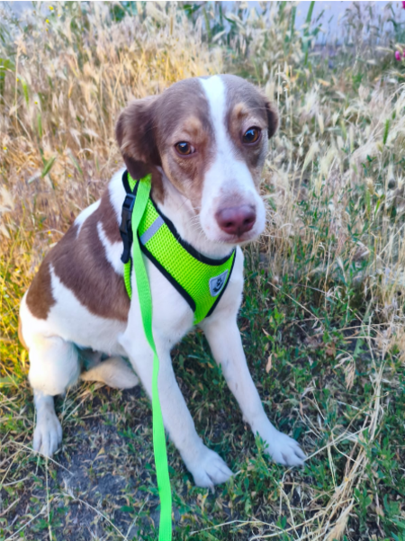 Adopter ZARA, de Ukraine à adopter!