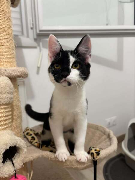 Adopter Bibou