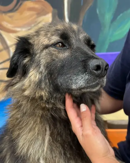 Adopter Sundy
