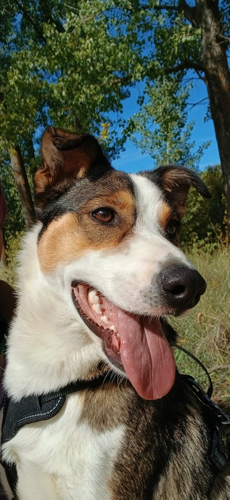 Adopter Mia