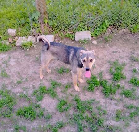 Adopter Emilio