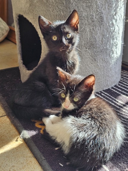 Adopter Barbouille