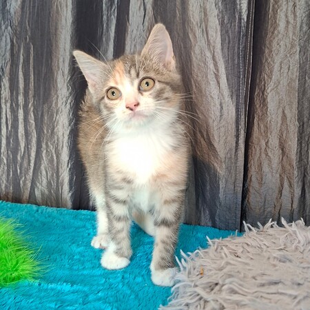 Adopter Beauty