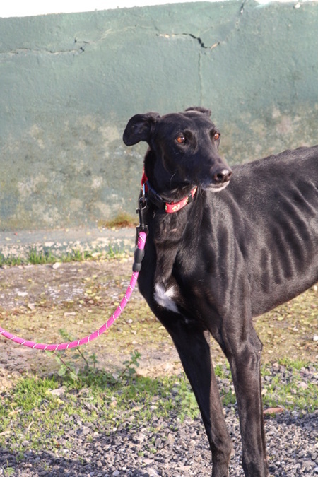 Adopter BOMBON
