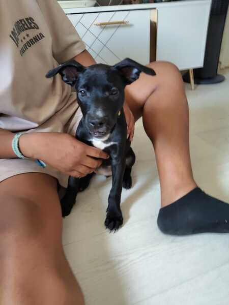 Adopter Stella