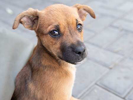 Adopter Samie
